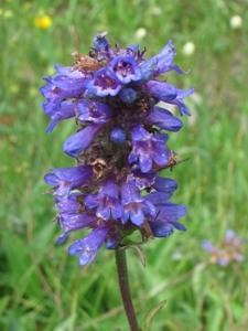 Penstemon rydbergii